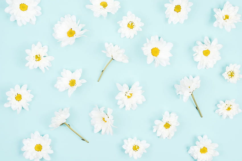 White Flower On Blue - Marguerite Daisy -, Aesthetic Daisy HD wallpaper