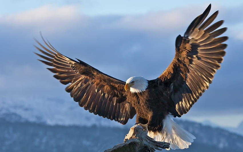Bald Eagle Dark Sky สยายปีก, American Eagle วอลล์เปเปอร์ HD