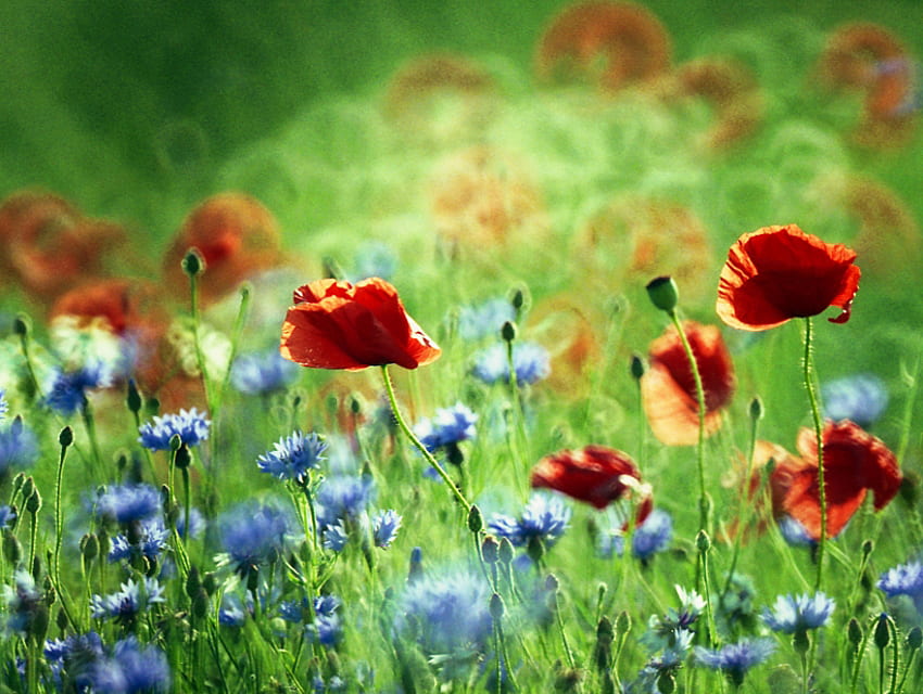 summer meadow, blue, summer, poppies, red, fields, cornflowers, meadow, nature HD wallpaper