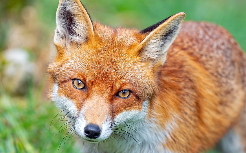 Fox, cute, animal, nature HD wallpaper | Pxfuel