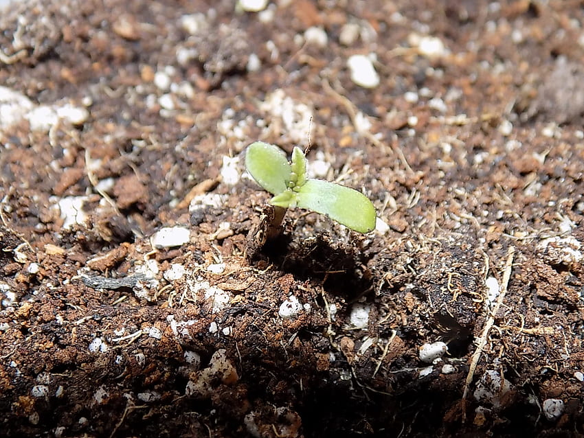 How to germinate marijuana seeds, Seed Germination HD wallpaper