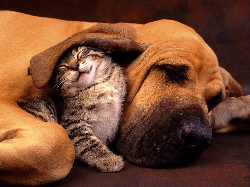 Tiere, Kätzchen, Kätzchen, Hund, Pflege, Ohr, ein Ohr HD-Hintergrundbild