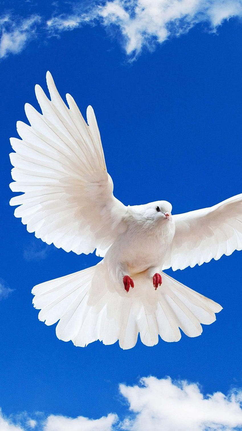 White Doves, Dove iPhone HD phone wallpaper
