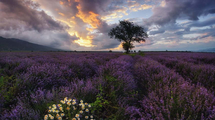 Lavender Flowers Green Leaves Plants Field Tree Under White Clouds Blue Sky During Sunset Flowers HD wallpaper
