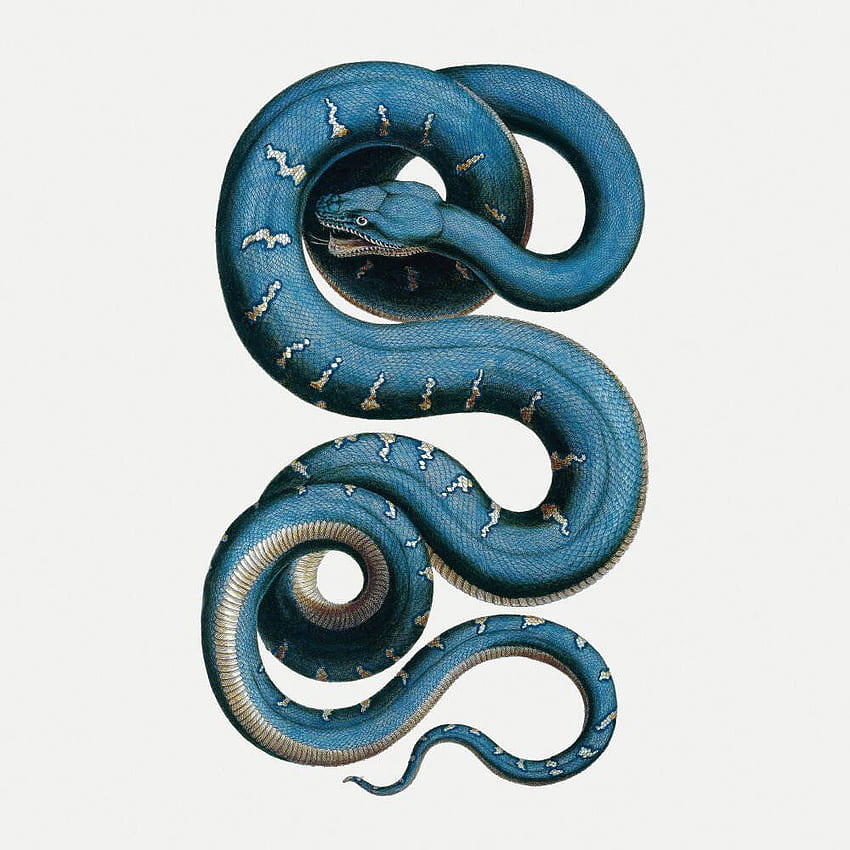 Snake' Mural, Japanese Snake HD phone wallpaper
