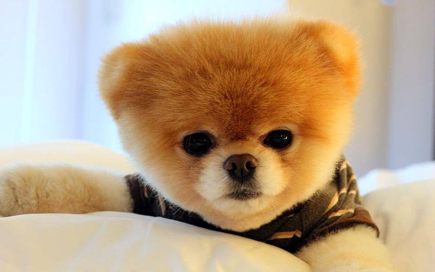 Boo - The World's Cutest Dog Video Compilation