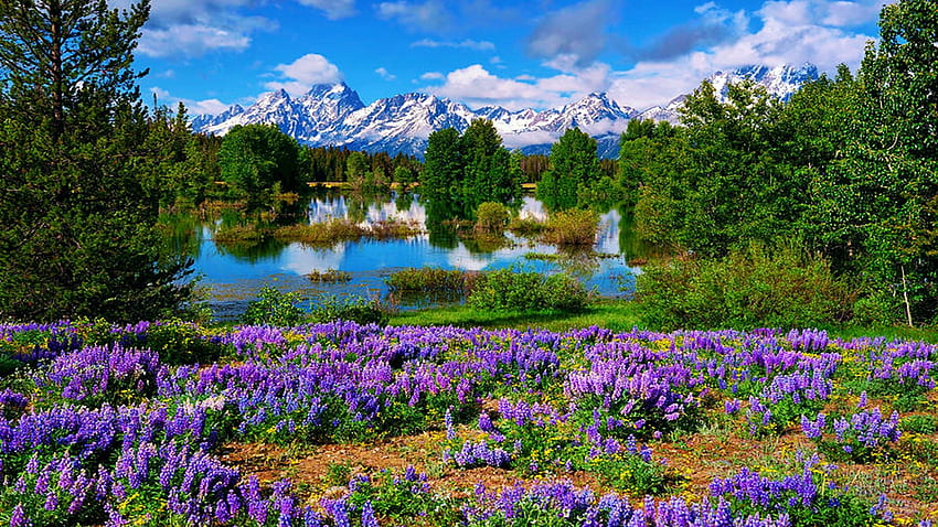 Grand Tetons'ta bahar, gökyüzü, çiçekler, ABD, wyoming, acı bakla, manzara, yansımalar, göl, bezelyeler, çiçekler, bulutlar, su HD duvar kağıdı