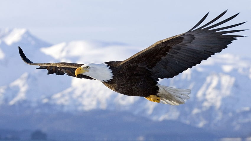 Най-добър американски орел, флаг на американския орел HD тапет