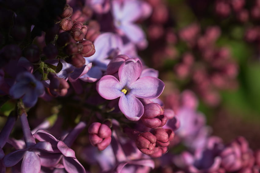 Lilac, Macro, Spring, Inflorescence HD wallpaper