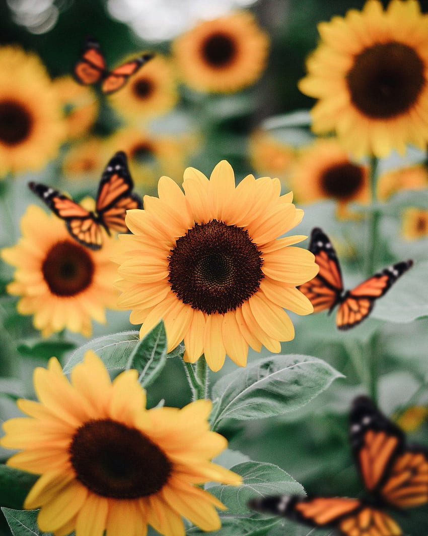Sonnenblumen, ästhetisches Sonnenblumentelefon HD-Handy-Hintergrundbild
