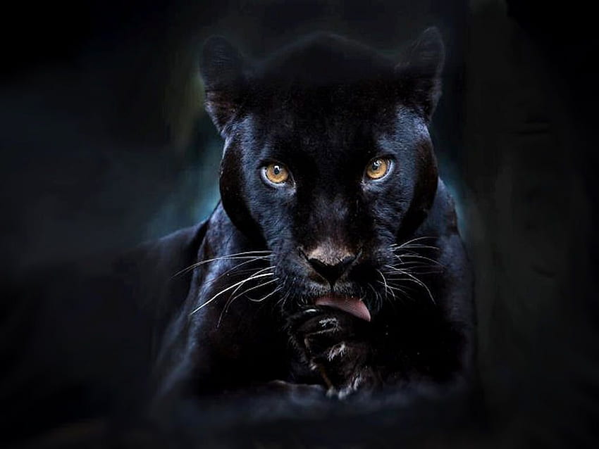 黒豹、黒豹動物 高画質の壁紙