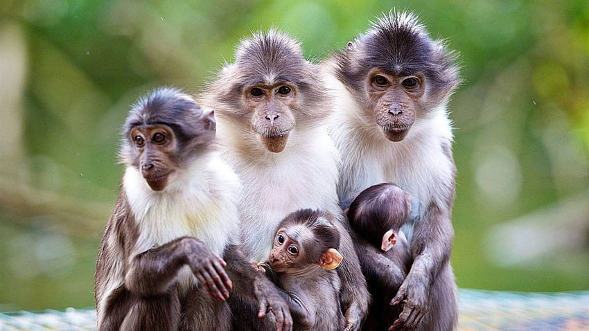 macacos macacos - Papéis fotográficos para animais Visualização HD wallpaper