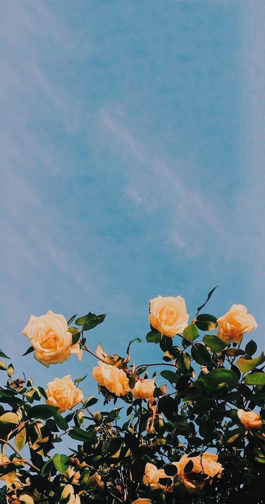 엠 화이트 ✨ on ♥. 꽃 미학, Aesthetic iphone , 꽃, Aesthetic Yellow Rose HD 전화 배경 화면