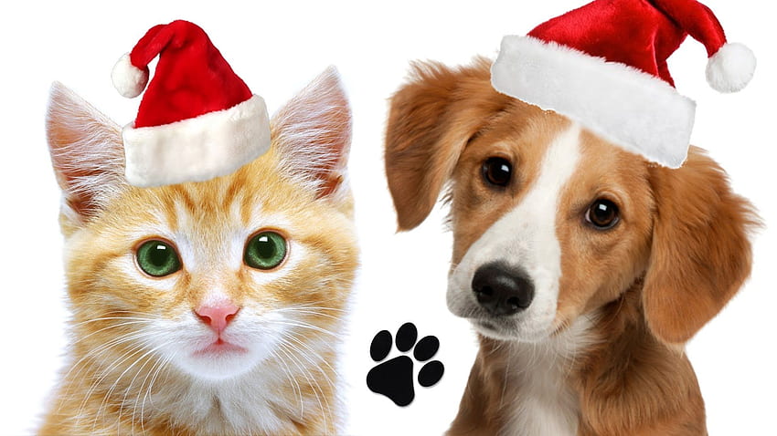Holiday Pet Safety Tips - Pet's First Animal Hospital, Christmas Pets HD wallpaper