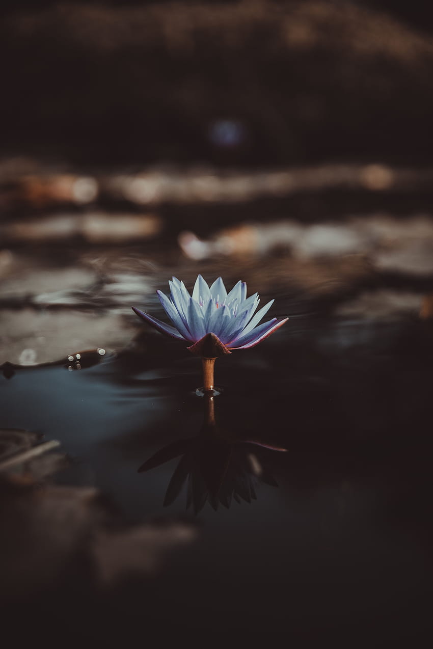 Flowers, Water, Flower, Blur, Smooth, Water Lily, Nymphea, Nymphe HD phone wallpaper