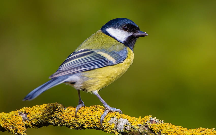 Titmouse, blue, blue tit, bird, yellow, pitigoi, pasari HD wallpaper