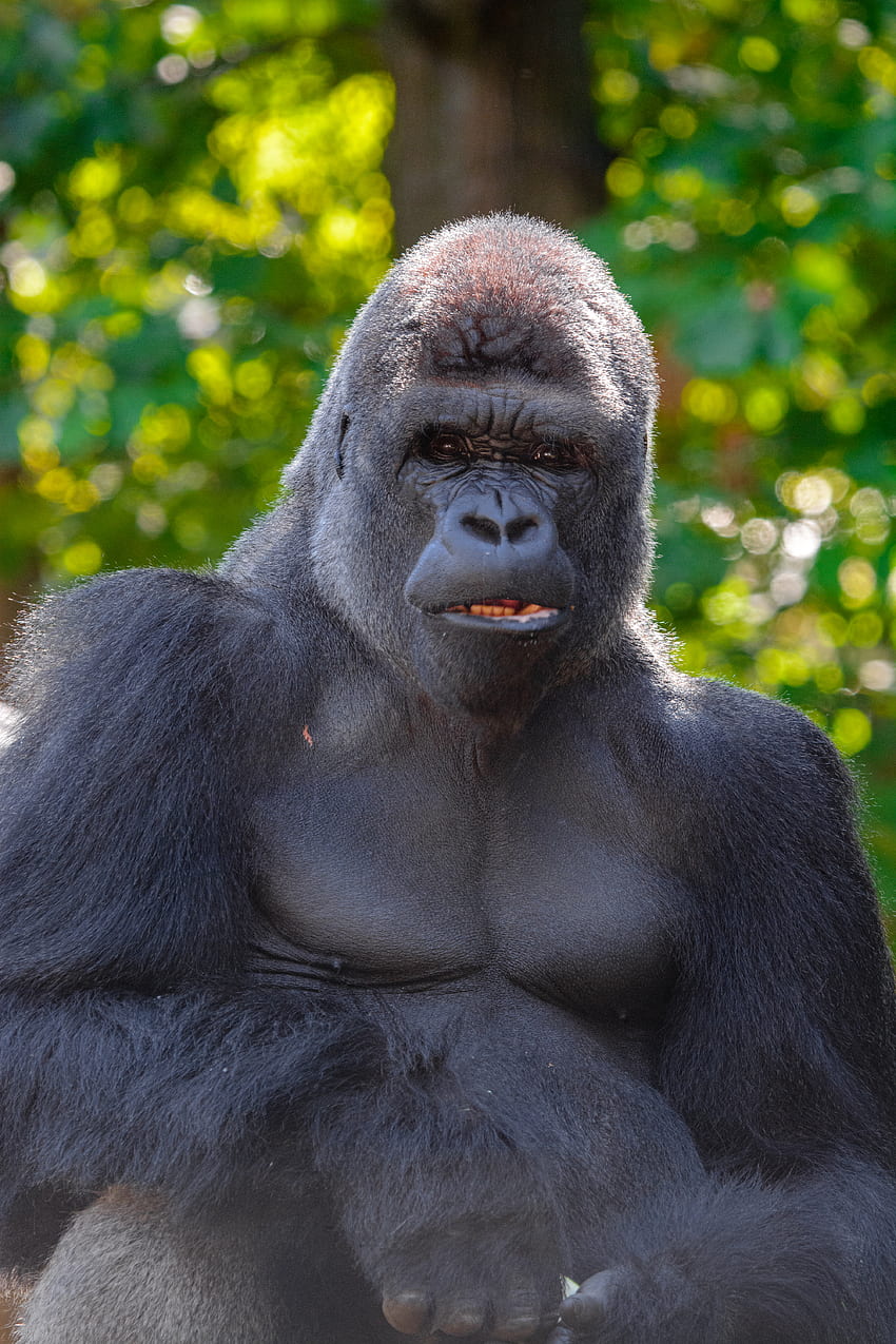 Tiere, Gorilla, Anblick, Meinung, Tier, Primaten HD-Handy-Hintergrundbild