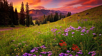 Fiery sunset, wildflowers, dolomites, meadow, sky, rocks, sunset, fiery ...