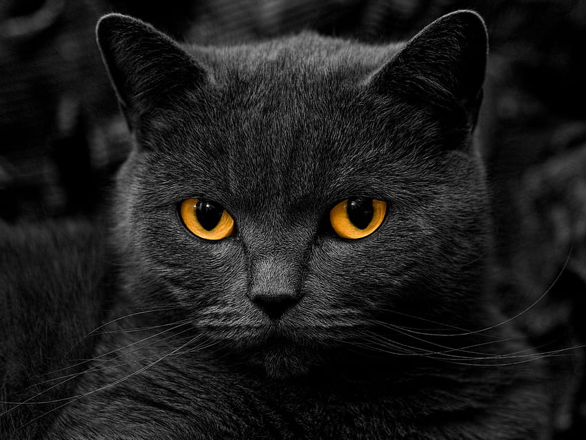 Gato preto com olhos amarelos [] para seu celular e tablet. Explorar gato preto. Gato preto, gatinhos pretos, gatos pretos, gato estético amarelo papel de parede HD