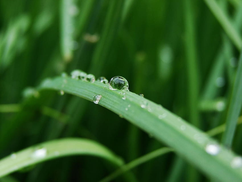 Water Droplet On Grass Blade ใบหญ้า สีเขียว ธรรมชาติ หญ้า น้ำค้าง น้ำ หยด วอลล์เปเปอร์ HD