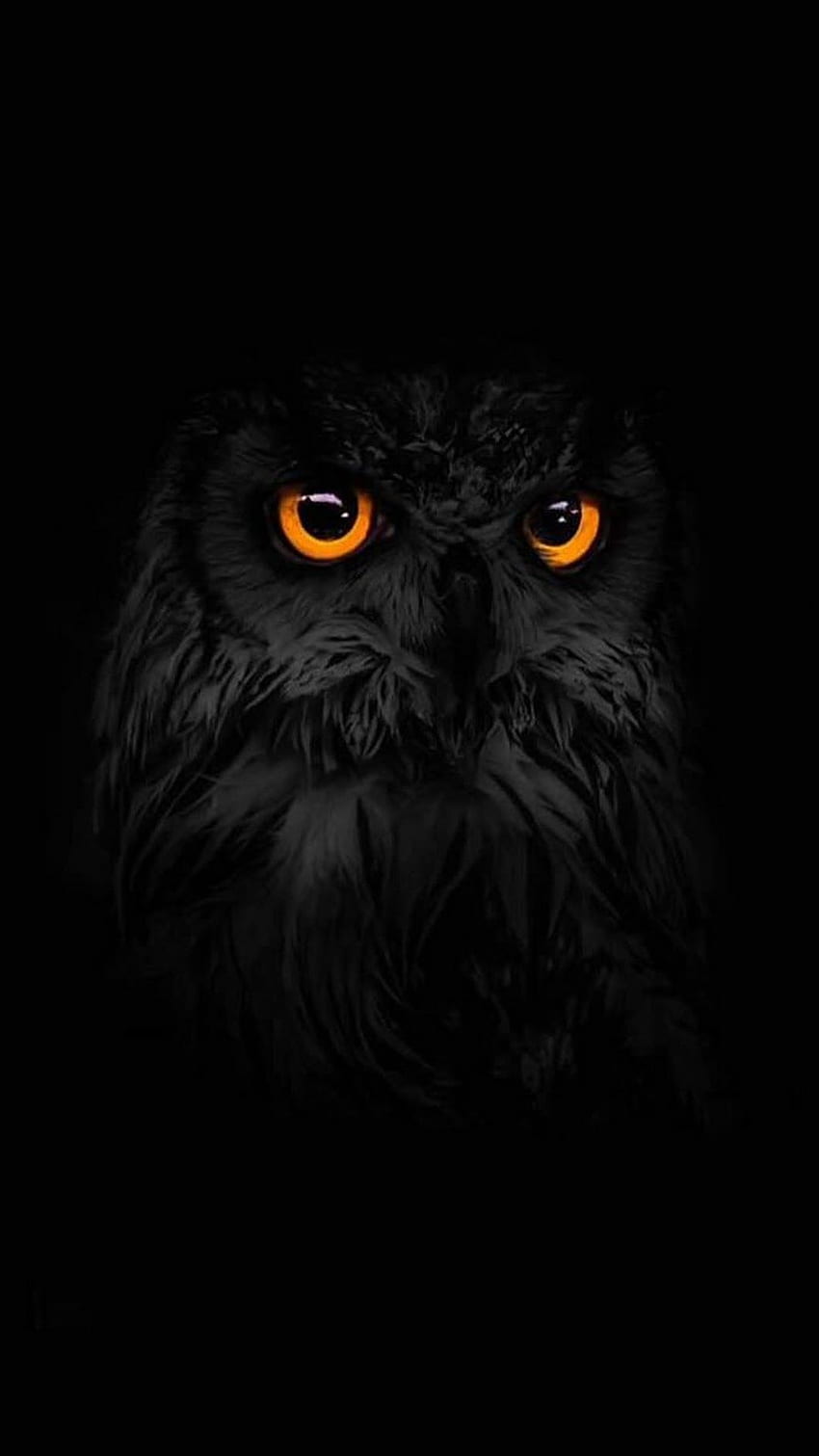 IPhone . Schwarz, Eule, Dunkelheit, Auge, Raubvogel, Vogel HD-Handy-Hintergrundbild
