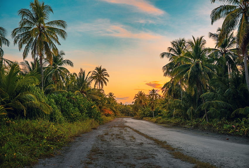 Village Road Resolution - 코코넛 나무 도로 HD 월페이퍼