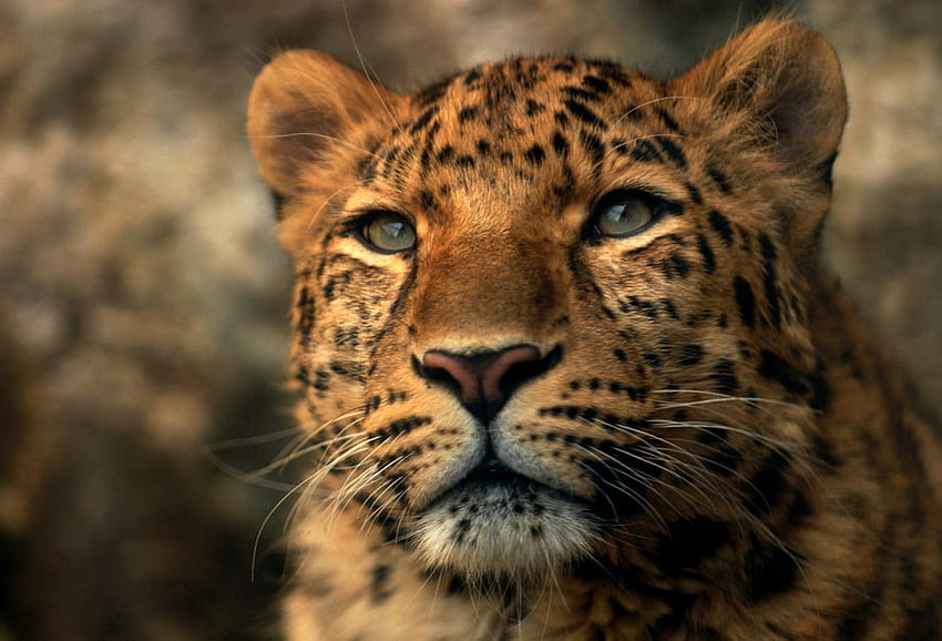 PIERCING LOOK, animal, leopard, face, cat, feline HD wallpaper