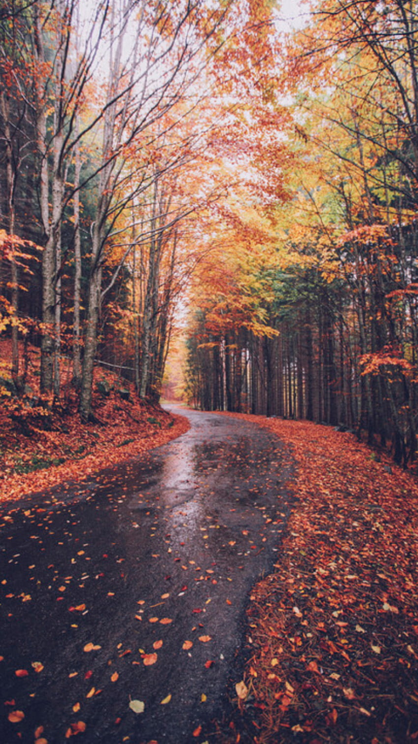 Aesthetic Fall Leaves -, Plain Autumn HD phone wallpaper | Pxfuel