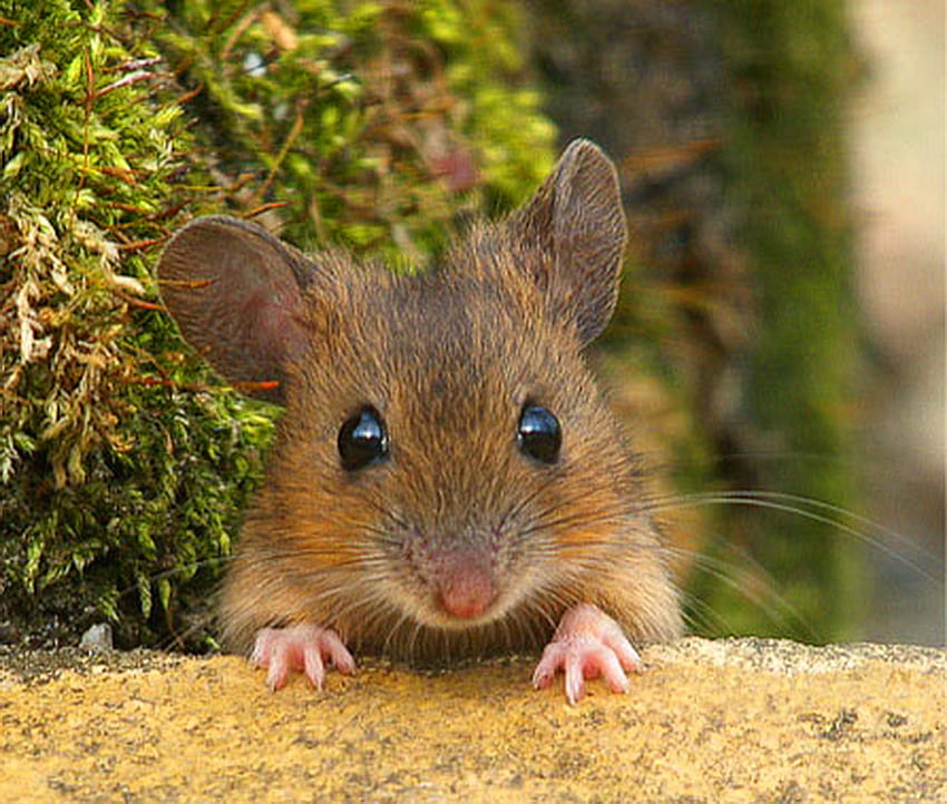 Hi How are you doing?, ledge, beige, brown, mouse, trees, pink feet HD wallpaper