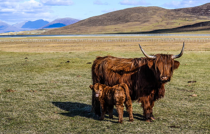 Highland Ganado, becerro, vaca, colinas, prado, naturaleza fondo de pantalla