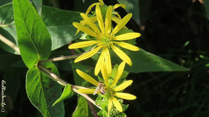 Wild Flowers & a Honey Bee, yellow flowers, green, wildflower, wildflowers, honeybee, yellow HD wallpaper