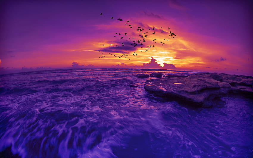 지구 일몰 바다 바다 자주색 하늘 새 실루엣 지평선 - 해상도: HD 월페이퍼
