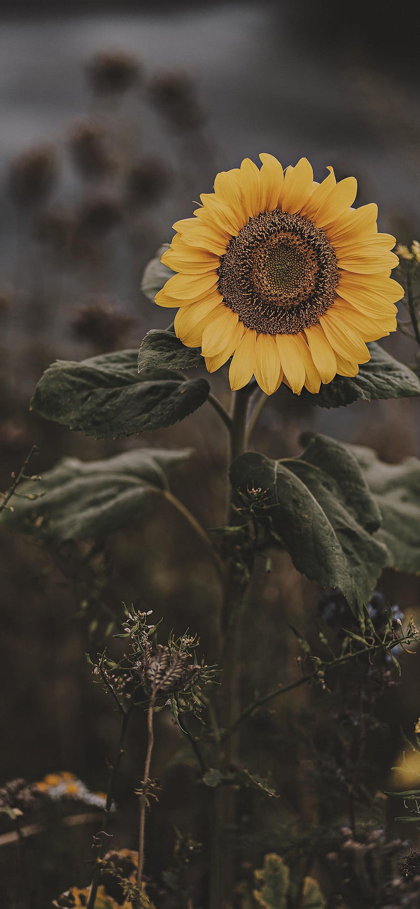 Sunflower iPhone X, Rustic Floral iPhone X HD phone wallpaper