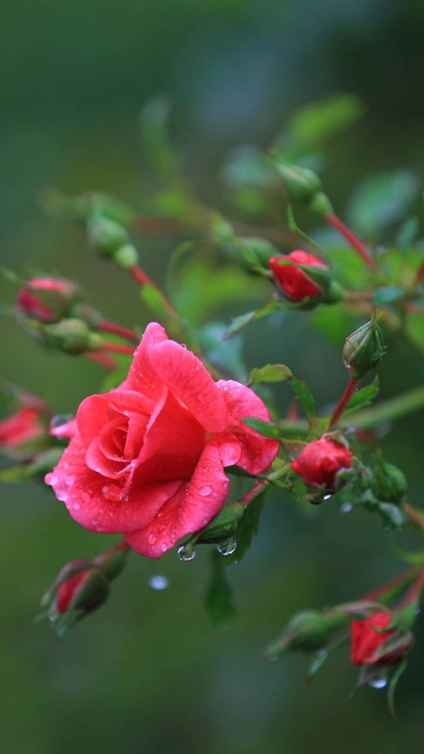 [HQ] Rosa roja, [Mejor colección], Hermosa flor de rosa fondo de pantalla del teléfono