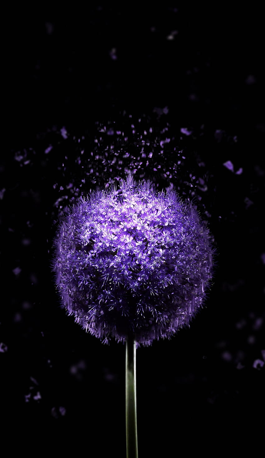 Flor violeta Amoled - Para Oled, AMOLED oscuro fondo de pantalla del teléfono