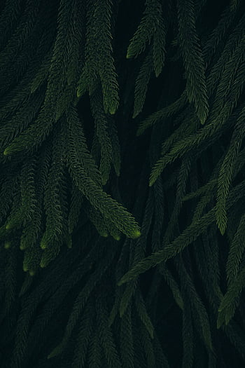 Green leaves, fresh and green, plants HD phone wallpaper | Pxfuel