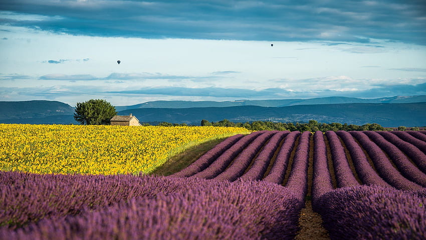 Lavendel Frankreich Provence Feld - Frankreich Lavendel - - HD-Hintergrundbild