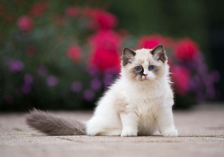 Kitten, pisica, sweet, animal, ragdoll, garden, cute, cat HD wallpaper