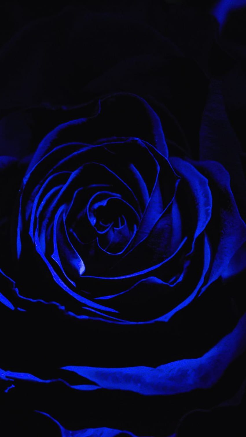 Blue rose, dark, close up, . Black roses , Blue roses , Rose, Black and