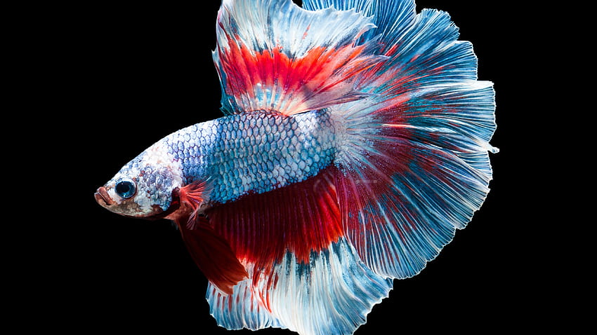 Fish, colors, black background U HD wallpaper | Pxfuel