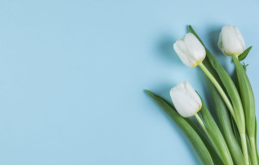 bunga, Tulip, putih, putih, bunga, Cantik, latar belakang biru, Tulip, musim semi , bagian цветы Wallpaper HD