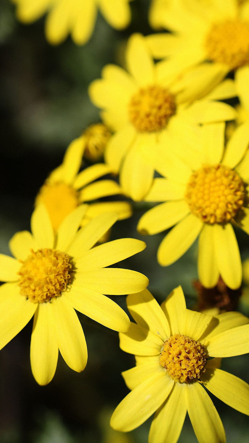 Blume iPhone 6s / 7 / Plus, gelbe Blume HD-Handy-Hintergrundbild