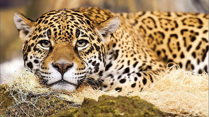 cats Wild & tame 3D . Jaguar animal, Animals black and white, Beauty animals HD wallpaper