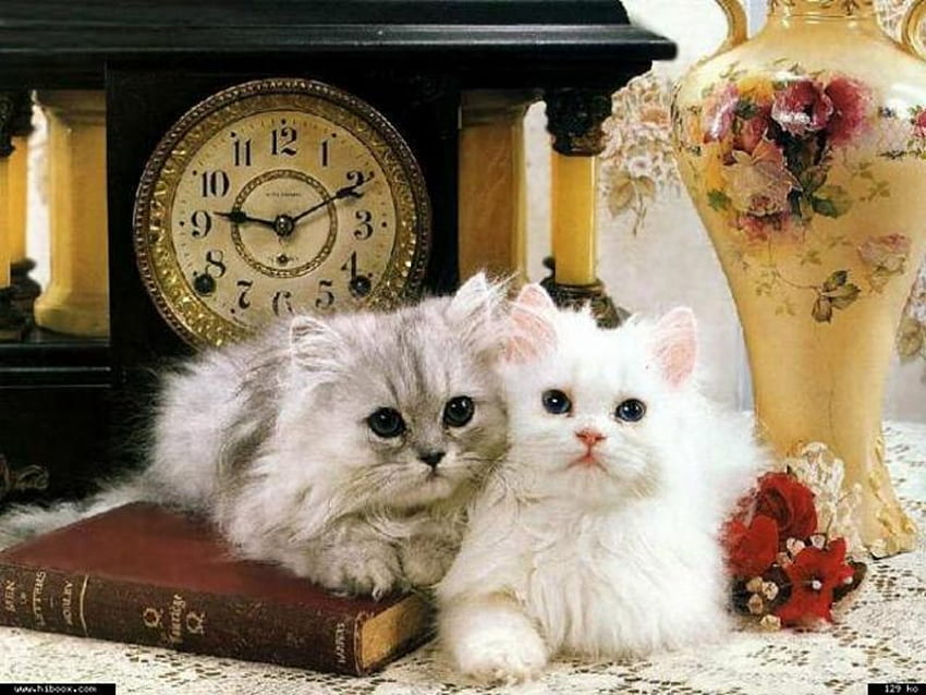 Gatitos, animal, gatito, rosa, libro, gato, reloj, felino fondo de pantalla
