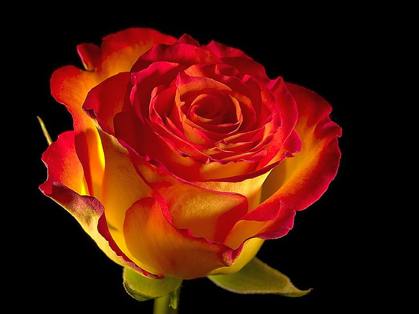 Beautiful Rose, rose, cool, beautiful HD wallpaper