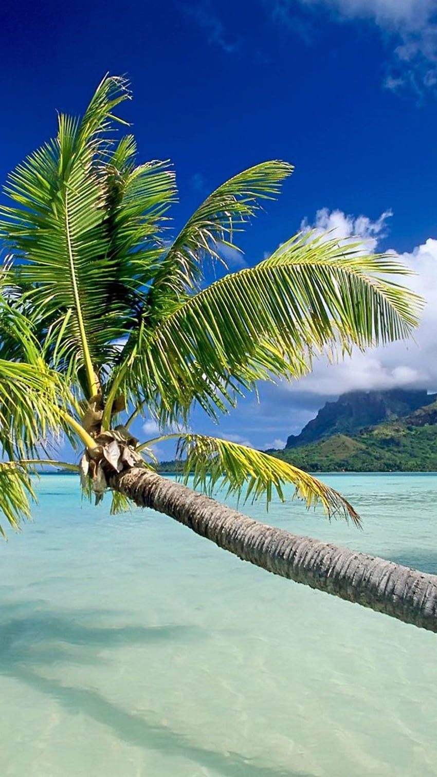 iPhone 16 na tropikalnej plaży. Dni na plaży, iPhone na karaibskiej plaży Tapeta na telefon HD