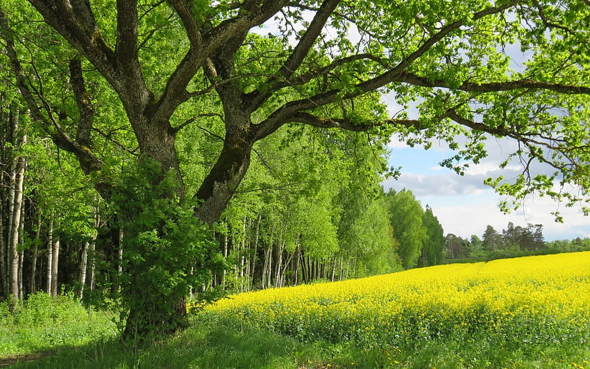 Wiosna na Łotwie, Łotwa, rzepak, pole, drzewo Tapeta HD