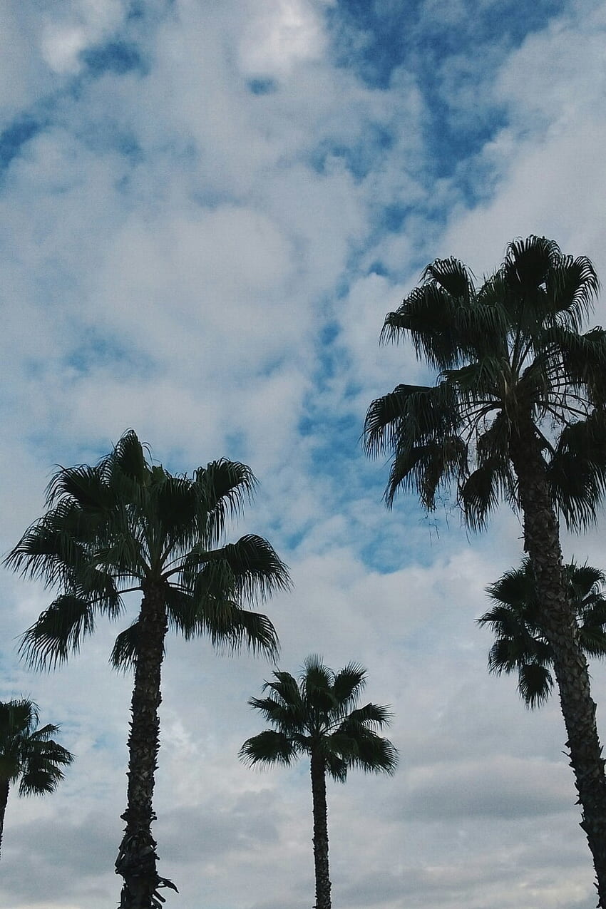 seleneeey, California Palm Trees Sunset HD phone wallpaper