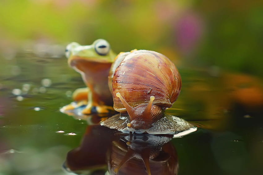 Frog and snail, summer, amphibian, frog, snail, water HD wallpaper