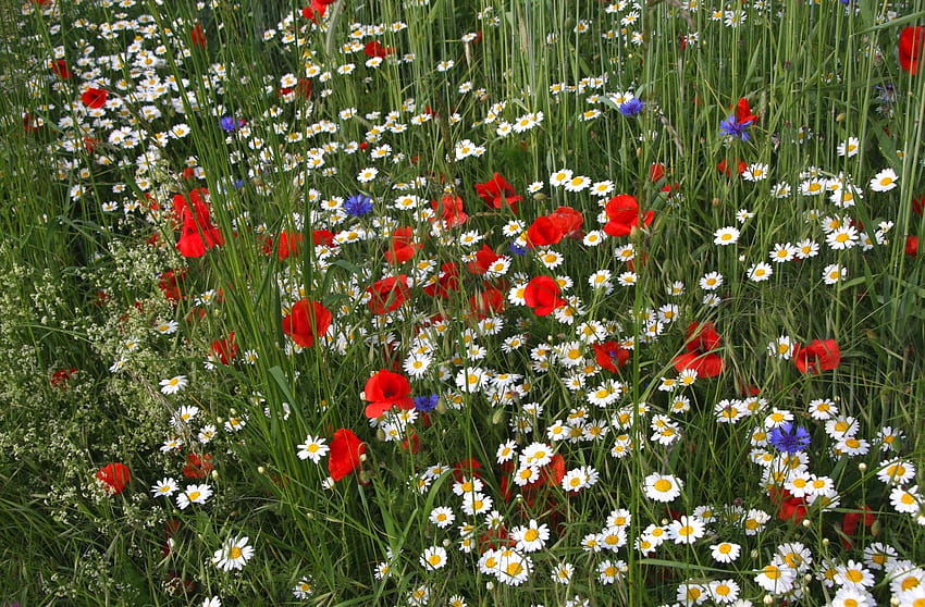 Flowers, Grass, Poppies, Summer, Camomile, Blue Cornflowers, Glade, Polyana HD wallpaper